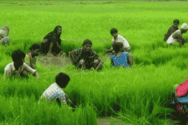 Sustainable farming practices